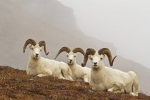 Dall sheep rams — Stock Photo