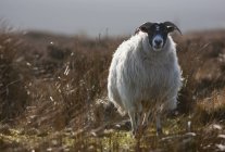 Pecora sola in piedi in erba — Foto stock