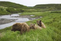 Grizzly seminare e due cuccioli — Foto stock