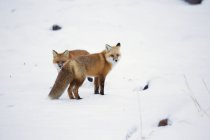 Красные лисы в снегу — стоковое фото