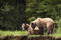 Два грізлі ведмеді насолоджуються один одним — стокове фото