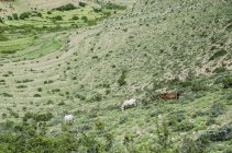 Коні пасуться на пагорбах — стокове фото