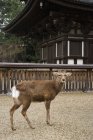Deer in front of pagoda — Stock Photo