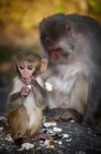 Monkey and mother eating together — Stock Photo