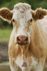 Скрещенная говяжья корова — стоковое фото