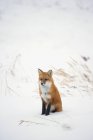 Червона лисиця на снігу — стокове фото