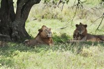 Dos leones yacen - foto de stock