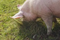 Доросла свиня вкорінюється в траві — стокове фото
