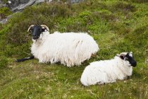 Ovelhas que põem na grama verde — Fotografia de Stock