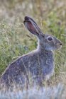 Lapin lapin assis dans l'herbe — Photo de stock