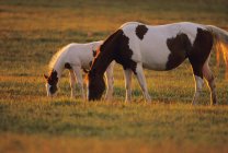 Pinto mare and foal graze on a green pasture in late afternoon light — Stock Photo