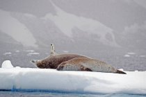 Тюлени, лежащие на льду — стоковое фото