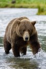 Braunbär jagt Lachse im Hafen — Stockfoto