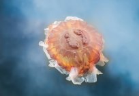 Львиная медуза — стоковое фото