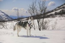 Husky sibérien portant un harnais thoracique debout dans la neige sur le sentier Archange près du col Hatcher, montagnes Talkeetna, centre-sud de l'Alaska, hiver — Photo de stock