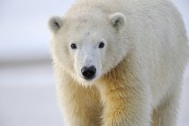 Белый медведь около Кактовика на северной окраине Анвра, Арктическая Аляска — стоковое фото