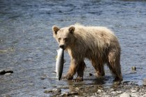 Бурий ведмідь дивиться на камеру — стокове фото