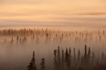 Восход солнца над туманным лесом — стоковое фото