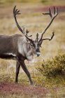 Красивий лося з величезними рогами на дикій природі — стокове фото
