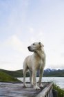 Собака на дерев'яній доці — стокове фото