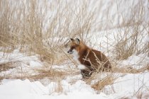 Красная лиса сидит в снегу — стоковое фото