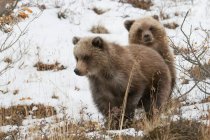 Brown bear cubs — Stock Photo