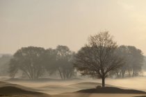 Ялинки на поле для гольфу на сході сонця — стокове фото
