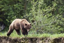 Grizzly bear walking — Stock Photo
