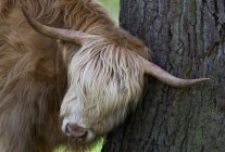 Vaca das Terras Altas esfregando a cabeça — Fotografia de Stock