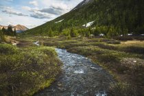Small stream in highwood pass — Stock Photo