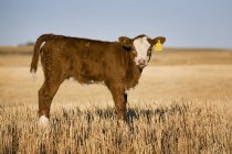 Newborn calf in stubble field — Stock Photo