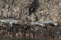 Pose de phoques gris — Photo de stock