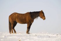 Профиль коричневой лошади — стоковое фото