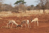 Gazelles en conflit utilisant des bois — Photo de stock