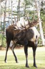 Grande toro Moose — Foto stock