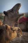 Camello con la boca abierta - foto de stock