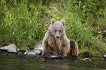 Женщина-коричневый медведь сидит на краю — стоковое фото