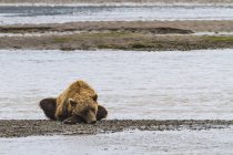 Coastal brown bear lies — Stock Photo