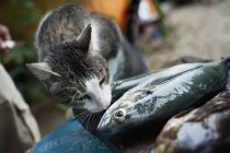 Cat sniffs dead fish — Stock Photo