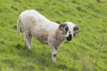 Negro cara oveja en hierba - foto de stock