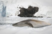 Крабовый тюлень, лежащий на берегу — стоковое фото