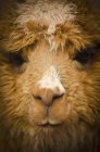 Close up of face of llama — Stock Photo