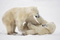 Polar bears (ursus maritimus) play fighting along the shores of — Stock Photo