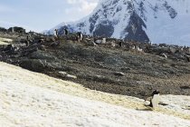Gentoo пінгвіни на схилі — стокове фото
