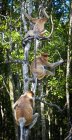 Monos probóscis en árbol - foto de stock