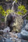 Common porcupine standing on ground — Stock Photo