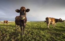 Корова дивиться в камеру — стокове фото