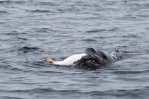 Leopardo foche nuoto — Foto stock