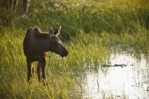 Cute moose calf walking beside pond at wild nature — Stock Photo