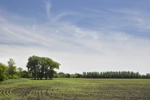 Campo di colza sotto un cielo blu — Foto stock